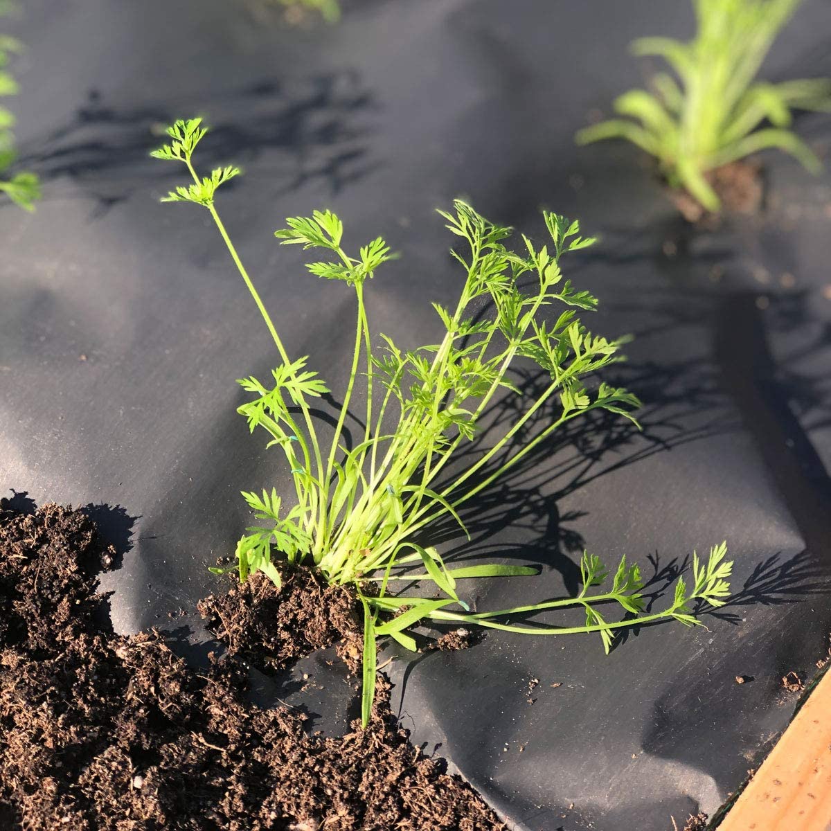 Papel Novamulch 120 cm. x 20 m. - Imagen 4