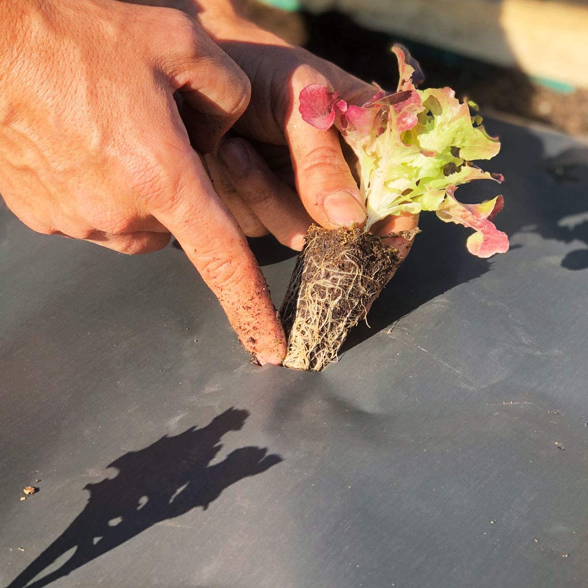 Papel Novamulch 120 cm. x 20 m. - Imagen 3