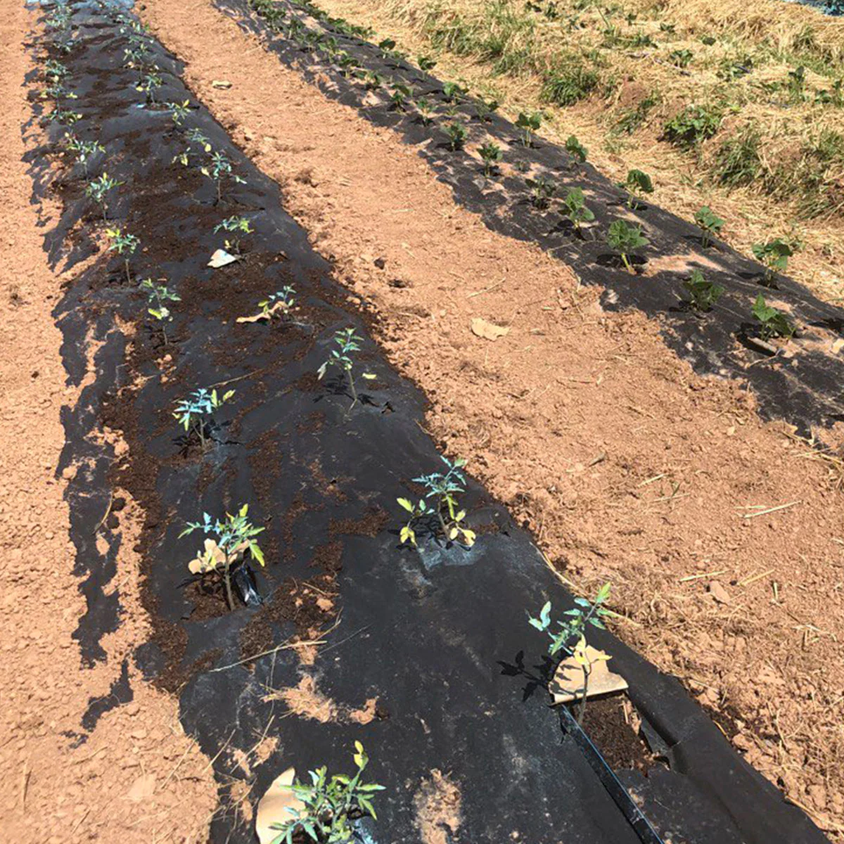 Papel Novamulch Profesional 60 cm. x 300 m. - Imagen 3