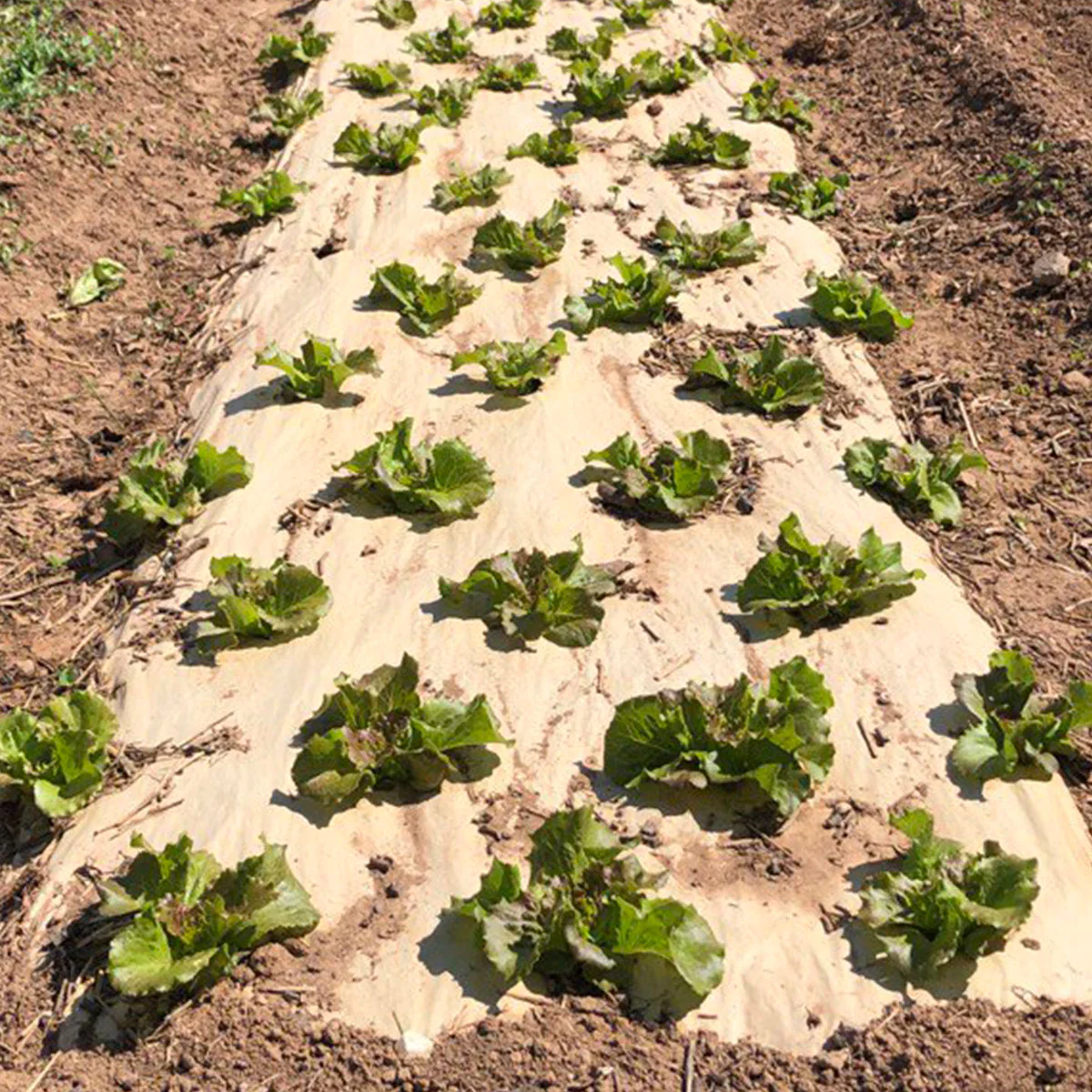 Papel Novamulch Profesional 60 cm. x 300 m. - Imagen 2