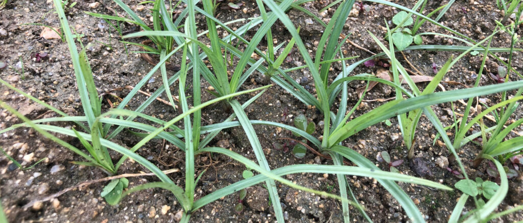 Cómo eliminar la juncia