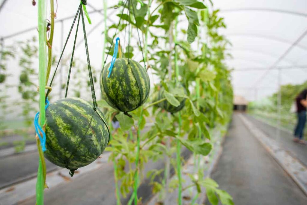 Cómo Cultivar Sandía