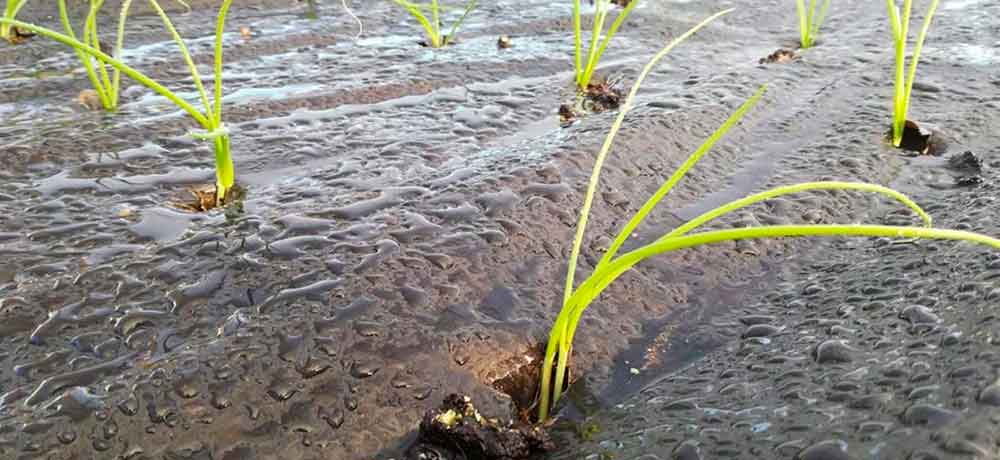 Ahorrar agua en la agricultura