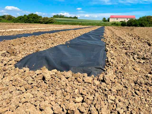 como cultivar coliflor